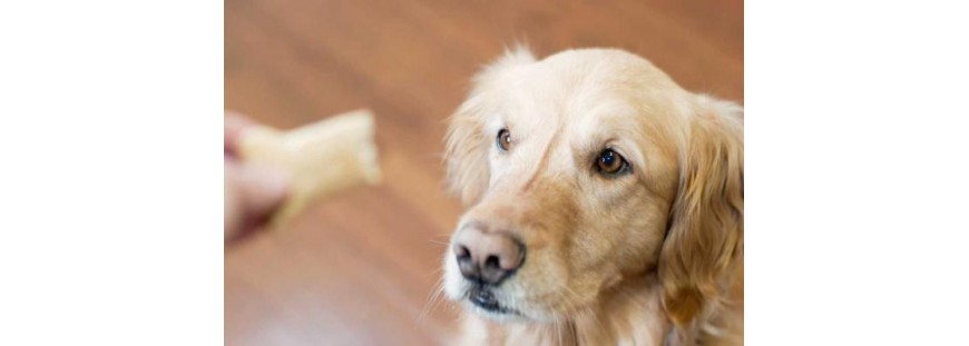 Aninatura: ¡snacks y aceites para tu mascota!